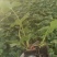 草莓苗香野章姬粉玉红颜草莓苗寿光基地直发
