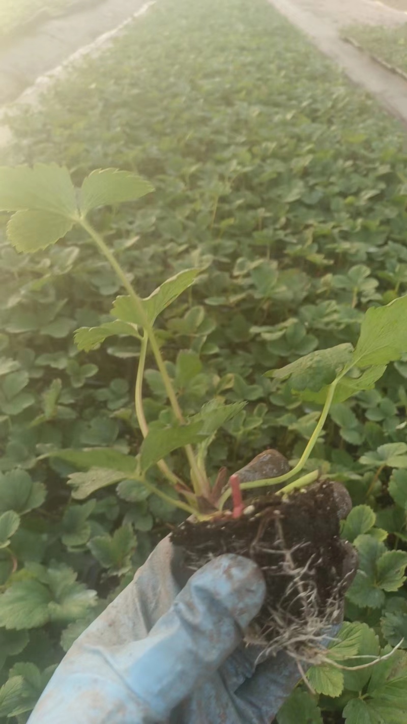 草莓苗香野章姬粉玉红颜草莓苗寿光基地直发