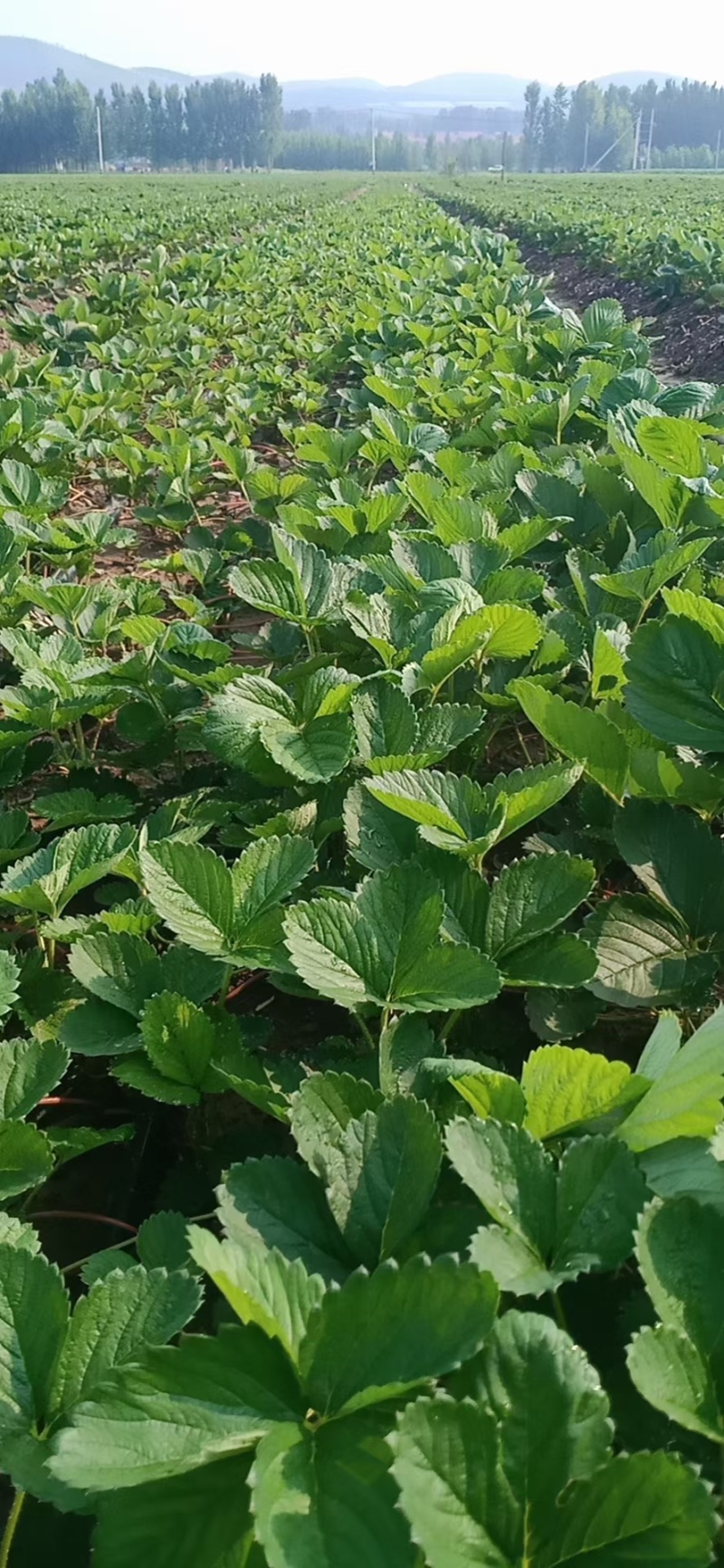 草莓苗香野章姬粉玉红颜草莓苗寿光基地直发
