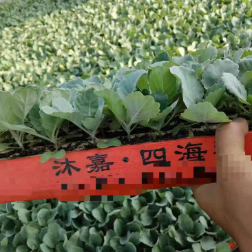 云南松花菜苗品质保证诚信经营欢迎联系自家基地