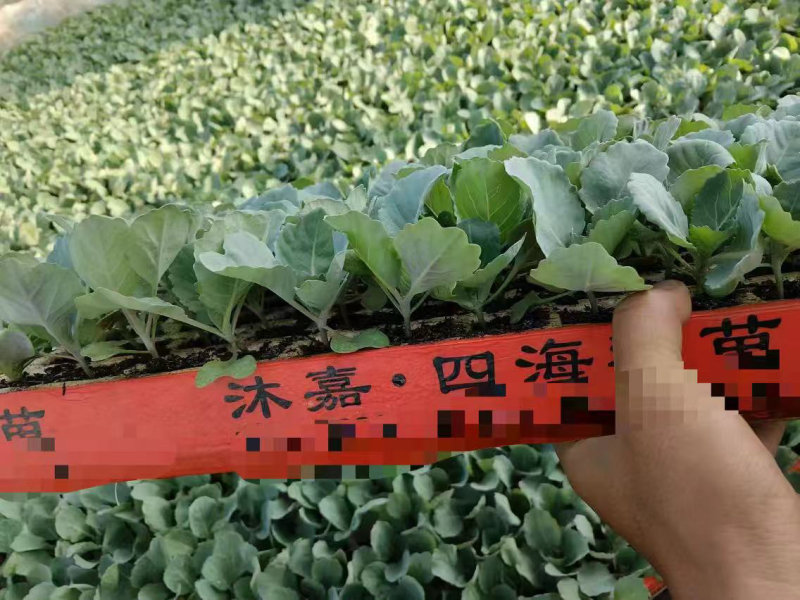 云南松花菜苗品质保证诚信经营欢迎联系自家基地
