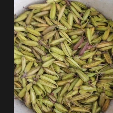 白芨果夹，一手货源，价格美丽