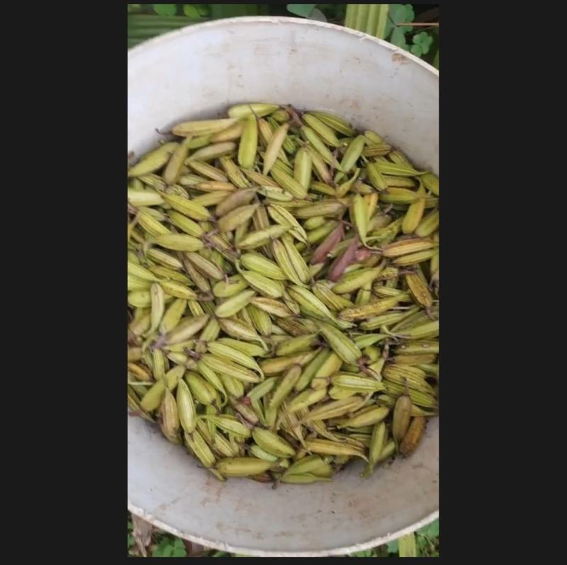 白芨果夹，一手货源，价格美丽