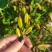 白芨果夹，一手货源，价格美丽