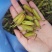 白芨果夹，一手货源，价格美丽