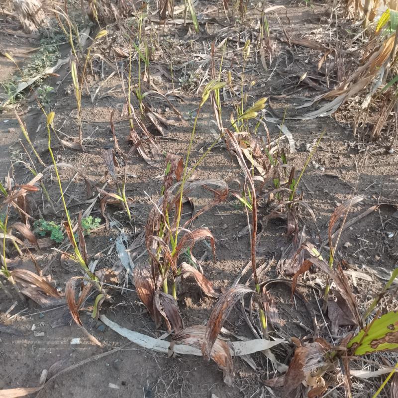 白芨果夹，一手货源，价格美丽