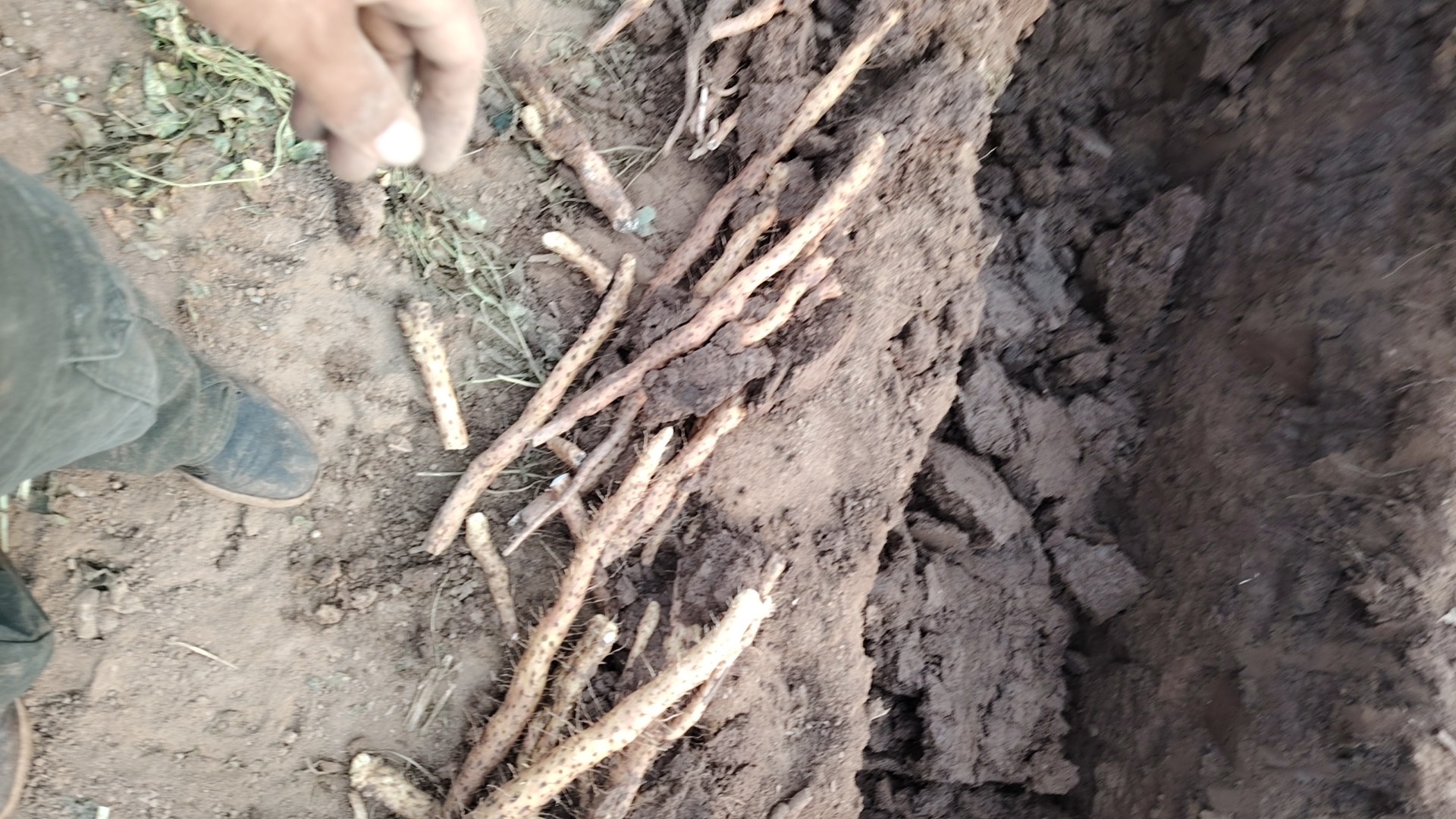 铁棍山药不同大小根茎对比图