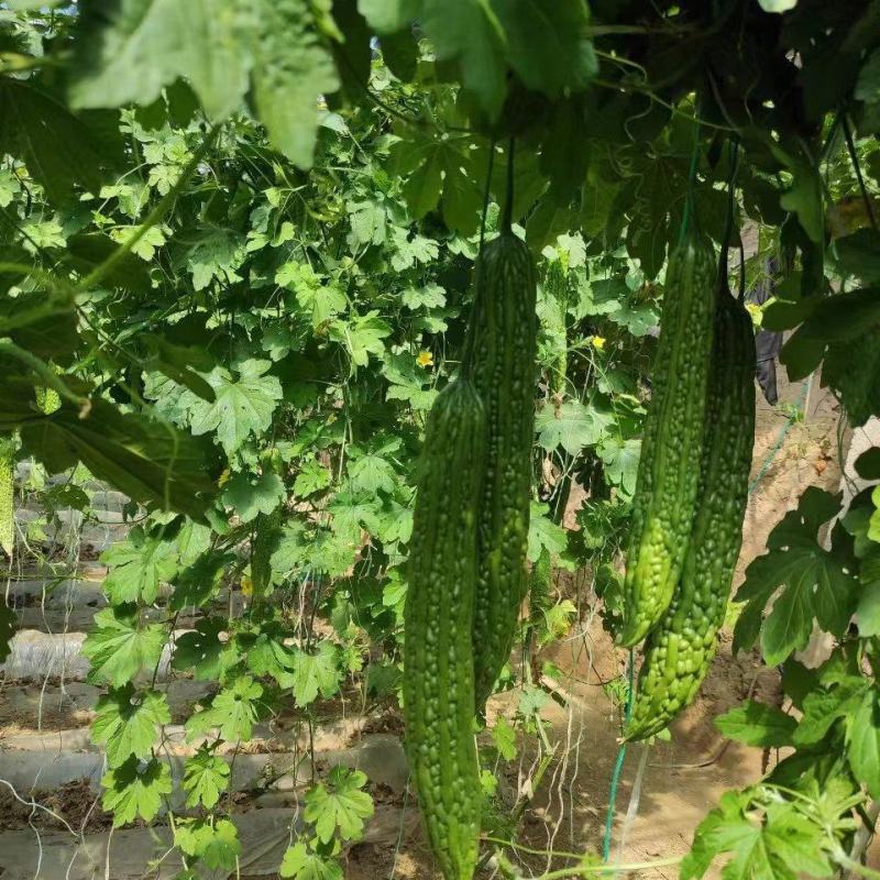苦瓜苗各种蔬菜苗成活率高油绿苦瓜苗免费技术指导