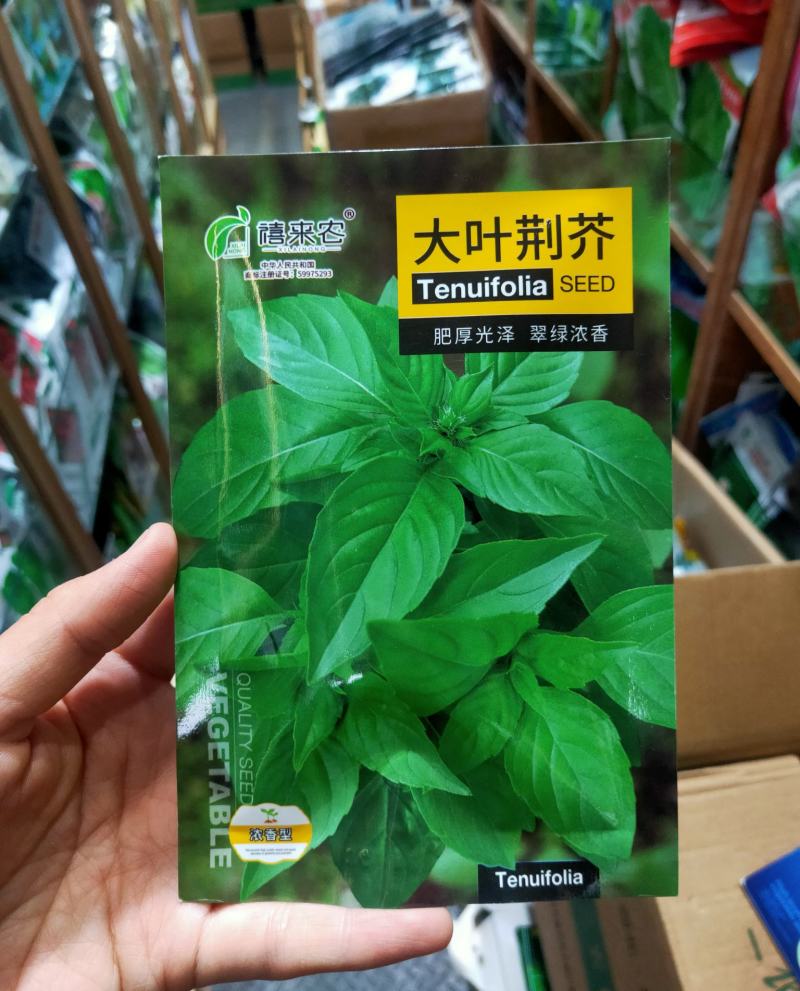 河南大叶荆芥种子荆芥菜籽菜籽蔬菜种子四季播荆菜农家田