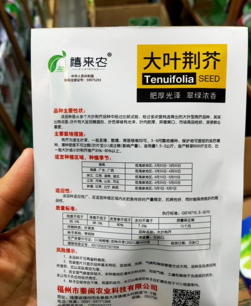 河南大叶荆芥种子荆芥菜籽菜籽蔬菜种子四季播荆菜农家田