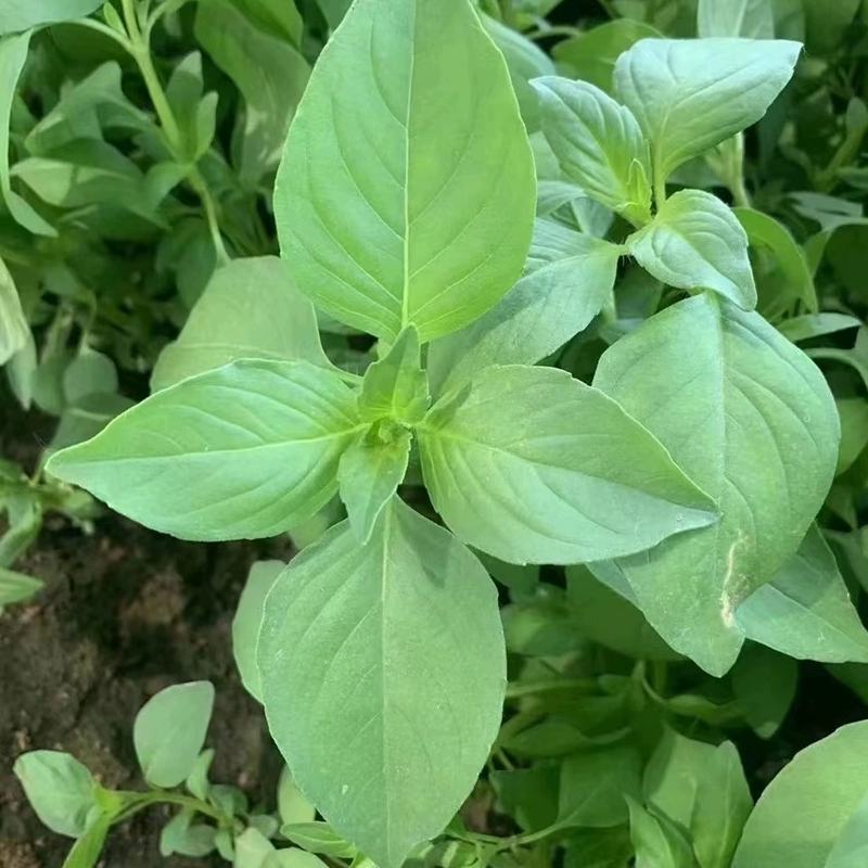 河南大叶荆芥种子荆芥菜籽菜籽蔬菜种子四季播荆菜农家田