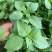 河南大叶荆芥种子荆芥菜籽菜籽蔬菜种子四季播荆菜农家田