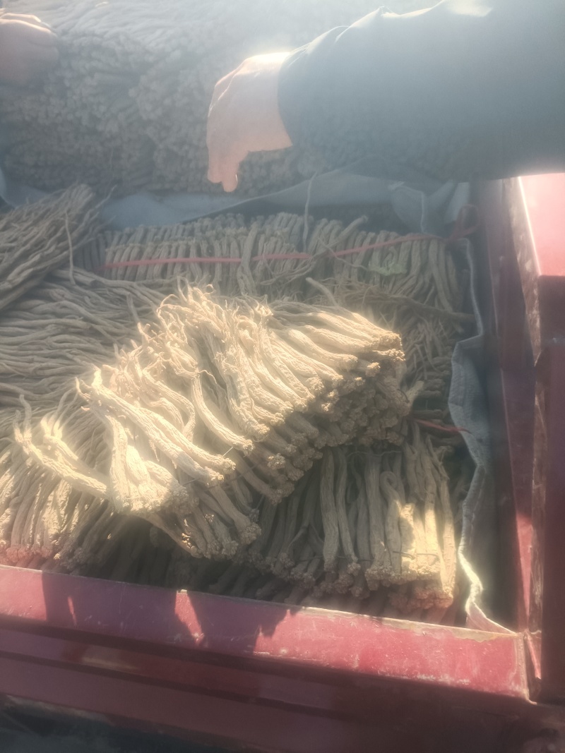 甘肃道地药材精品无硫党参