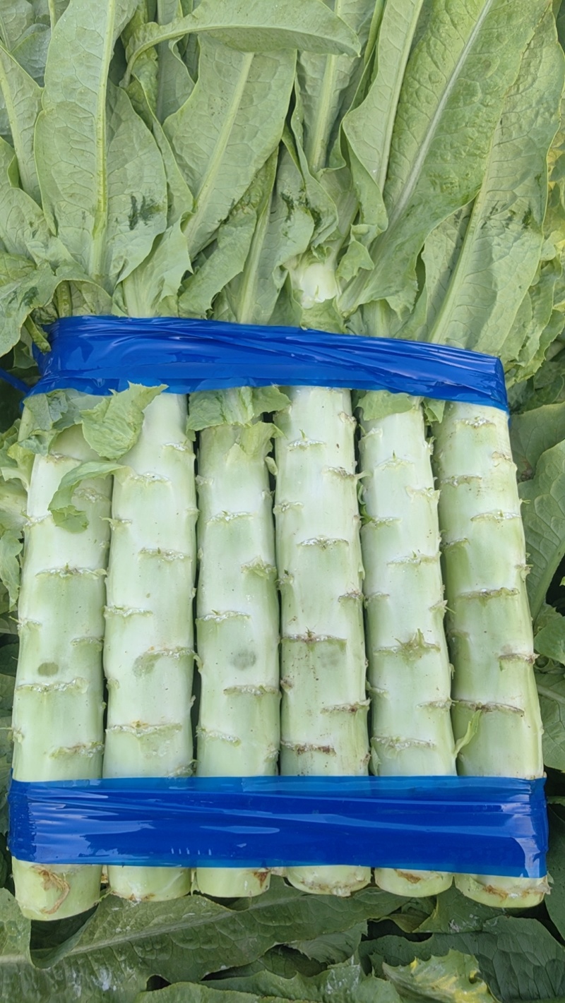 青皮莴苣精品莴苣，山东莴苣货源充足质量保证欢迎咨询