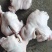 猪脚圈10kg32个左右