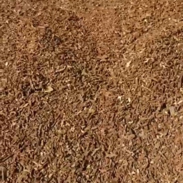 灵芝茶