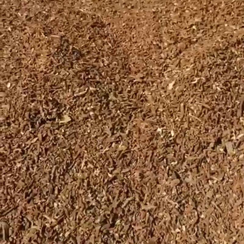 灵芝茶