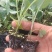 西兰花苗优质蔬菜苗青花菜苗成活率高耐寒产量高