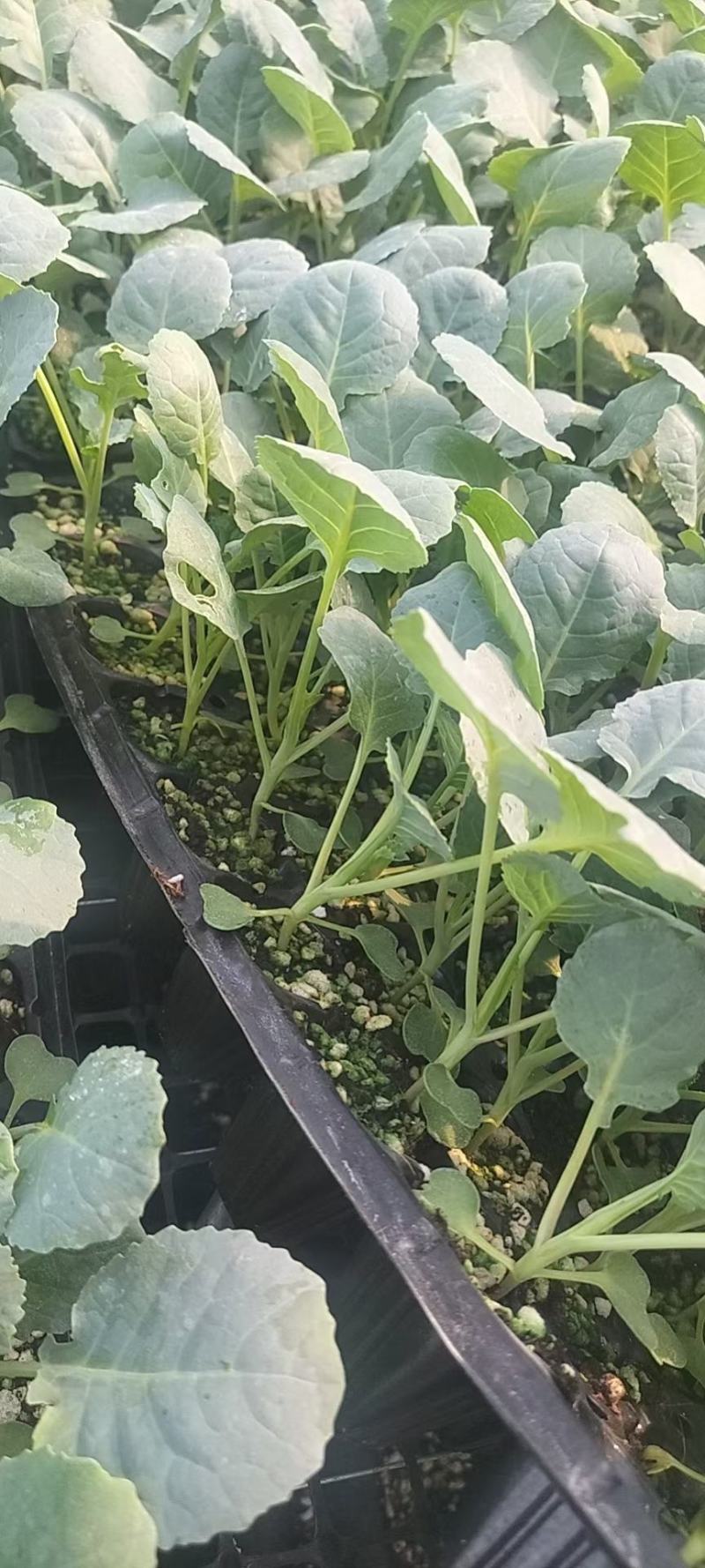 西兰花苗优质蔬菜苗青花菜苗成活率高耐寒产量高