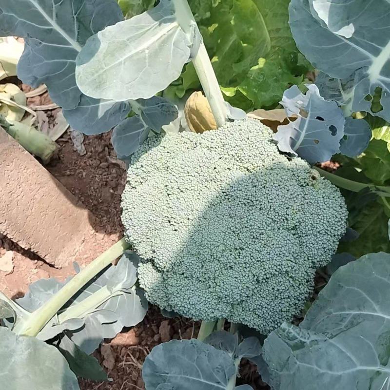 西兰花苗优质蔬菜苗青花菜苗成活率高耐寒产量高
