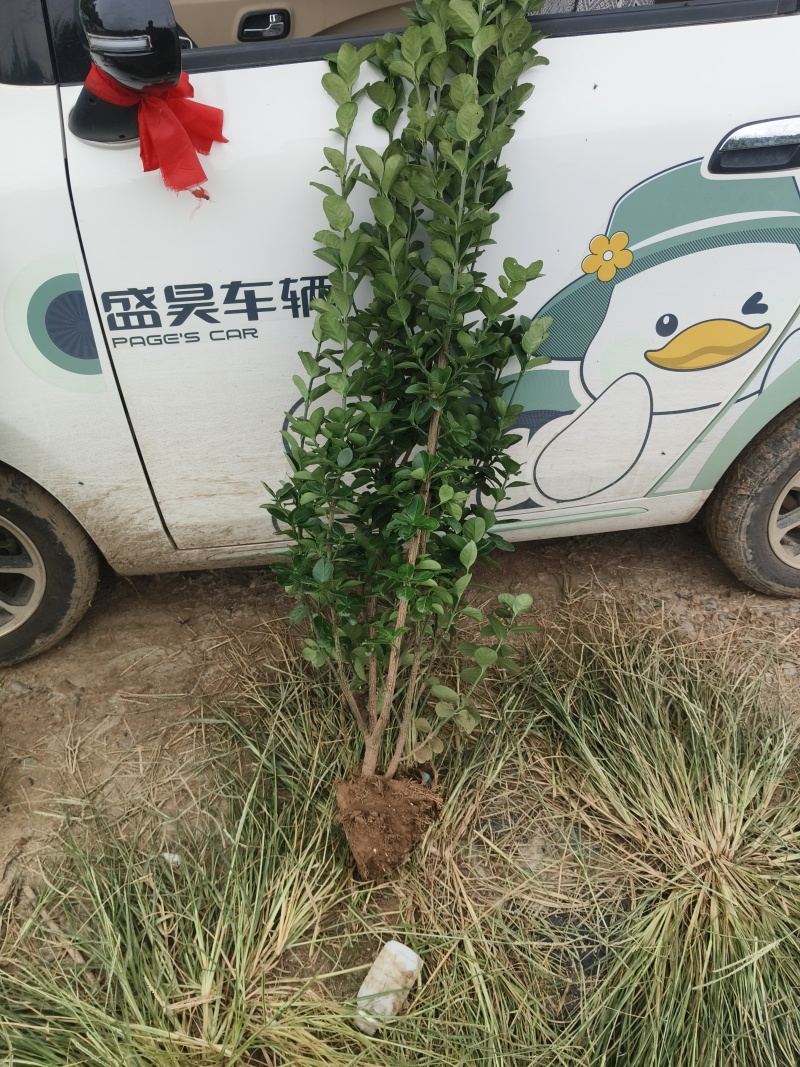 精品北海道黄杨自产自销品质保证欢迎联系