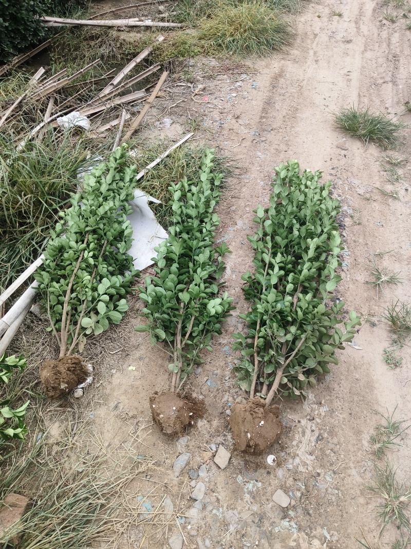 精品北海道黄杨自产自销品质保证欢迎联系