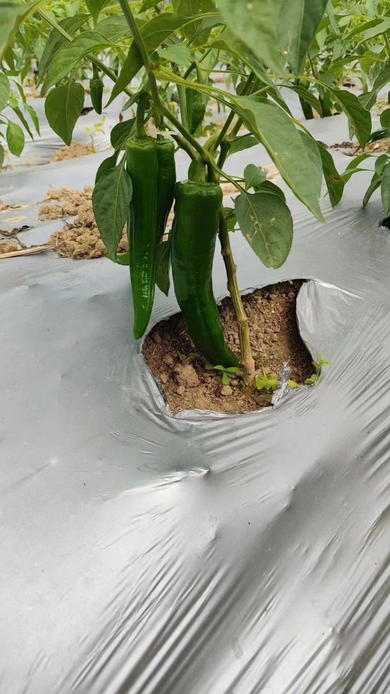 青皮尖椒牛角椒基地供应量大质优价优一手货源