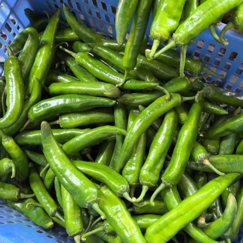 青皮尖椒牛角椒基地供应量大质优价优一手货源