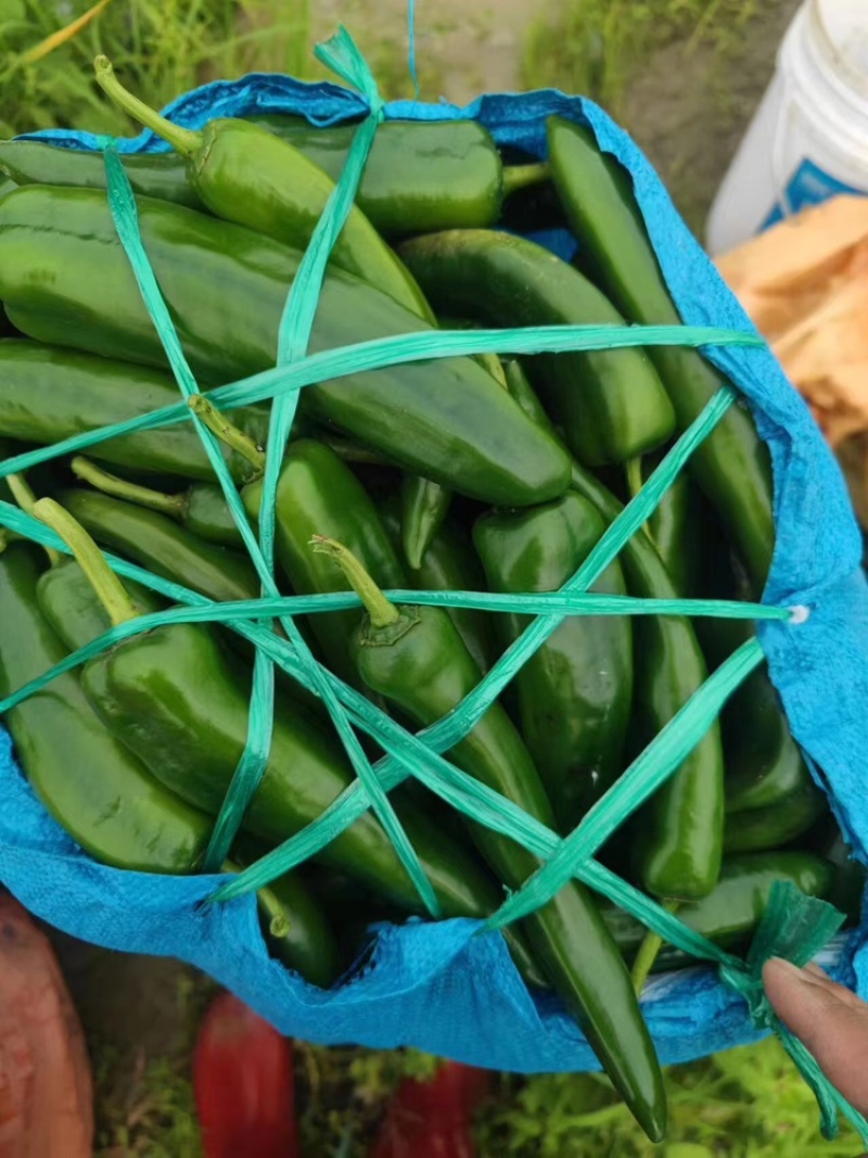 青皮尖椒牛角椒基地供应量大质优价优一手货源