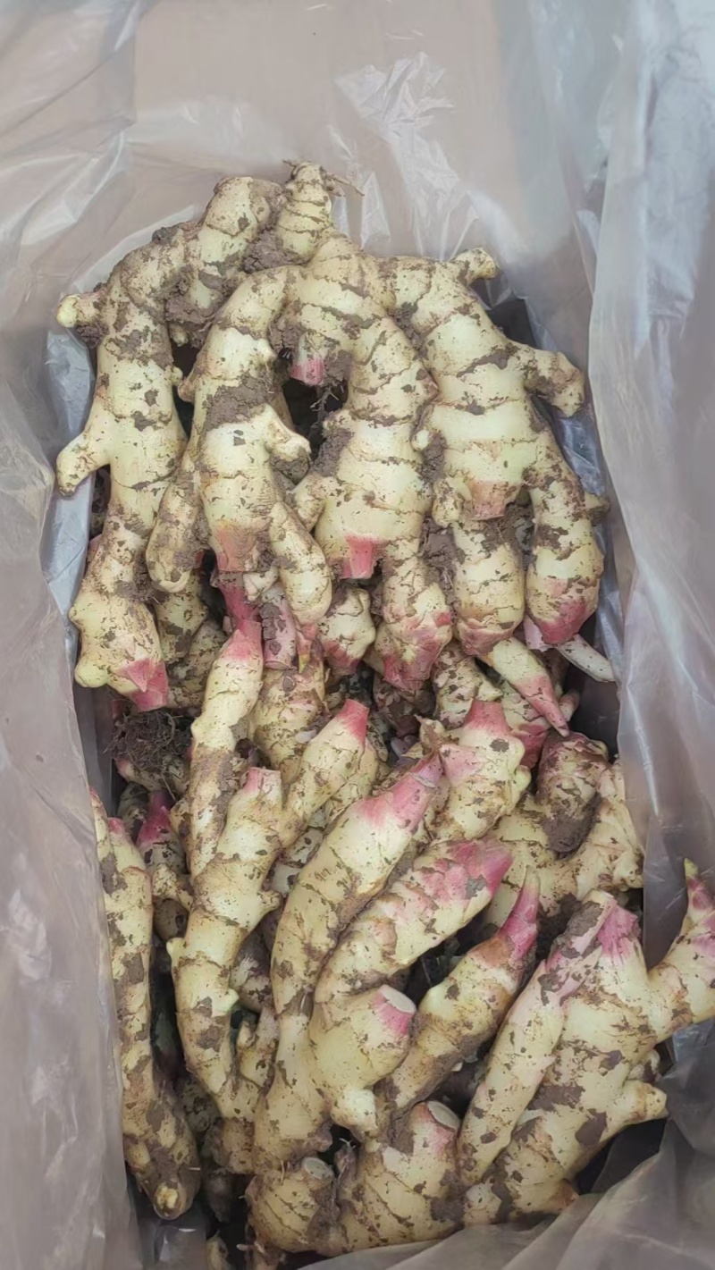 【鲜姜供应】山东优质大黄姜产地批发出口加工电商货保质保量