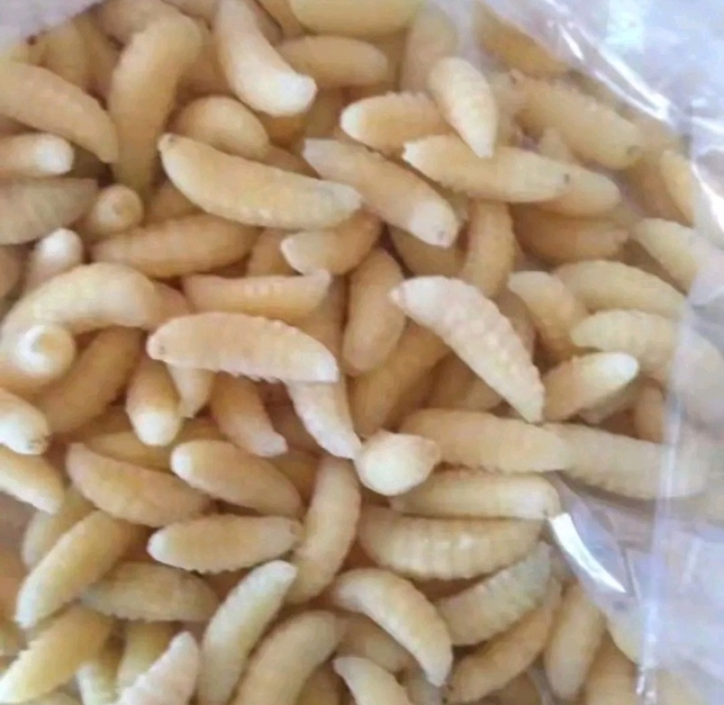 树蜂一级
