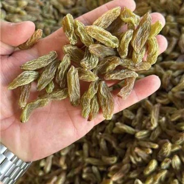 吐蕃番绿香妃葡萄干，量大从优，可视频看货，欢迎来电