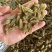 吐蕃番绿香妃葡萄干，量大从优，可视频看货，欢迎来电