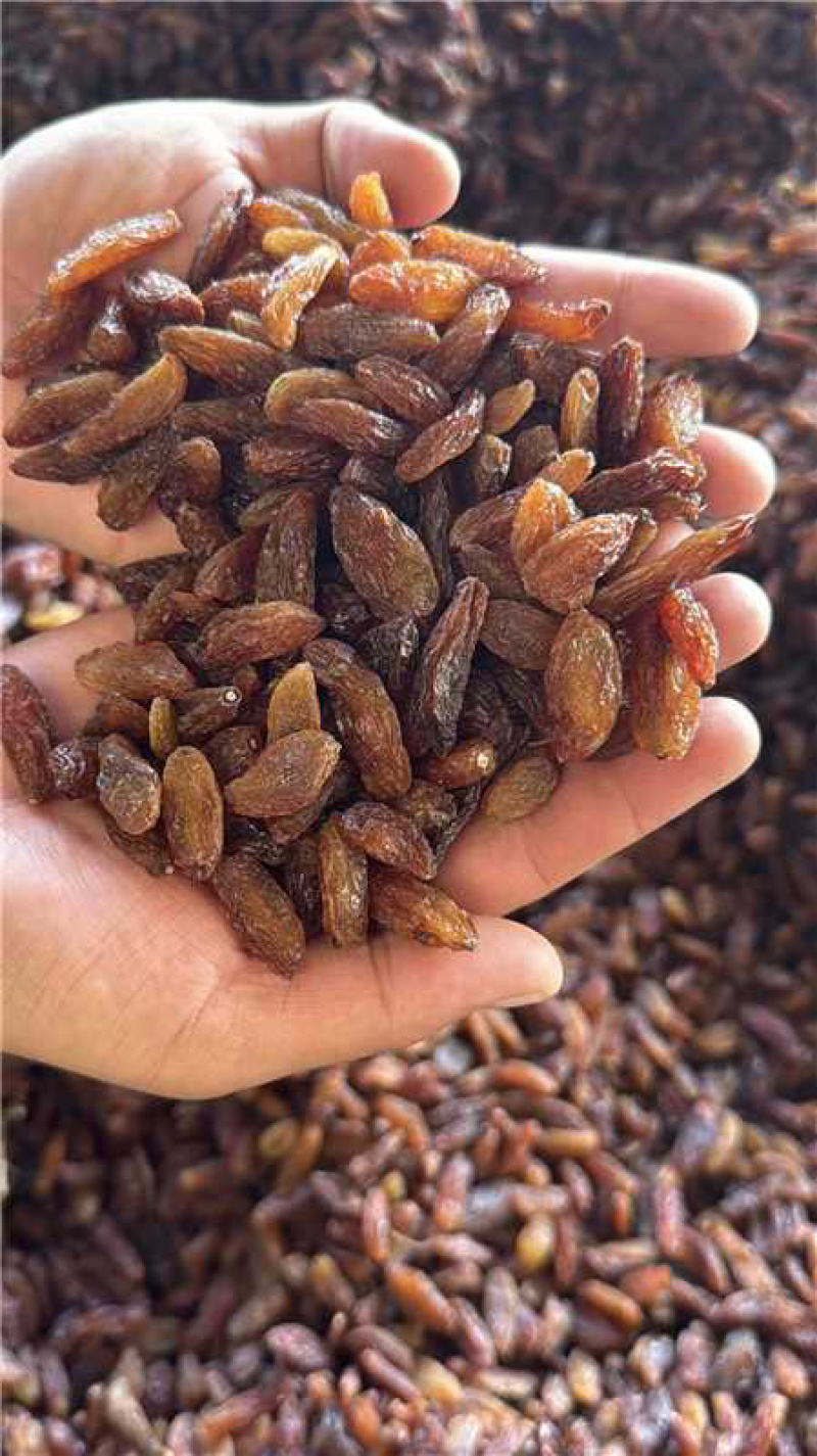红香妃葡萄干，货量充足，诚信经营，欢迎客商来电