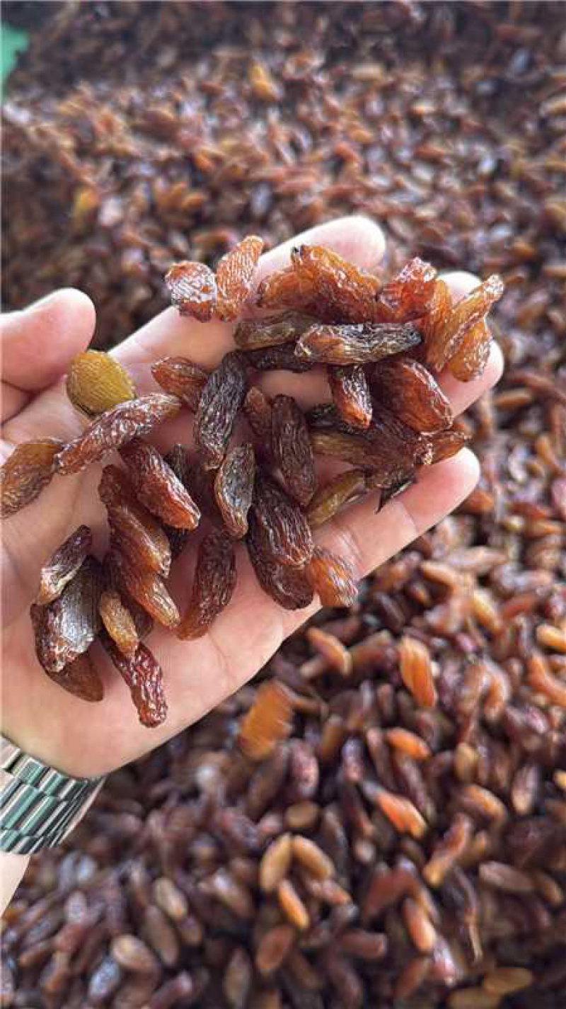 红香妃葡萄干，货量充足，诚信经营，欢迎客商来电