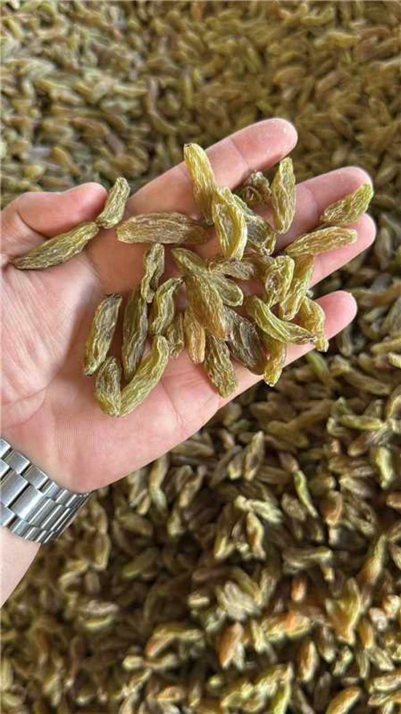 吐蕃番绿香妃葡萄干，量大从优，可视频看货，欢迎来电