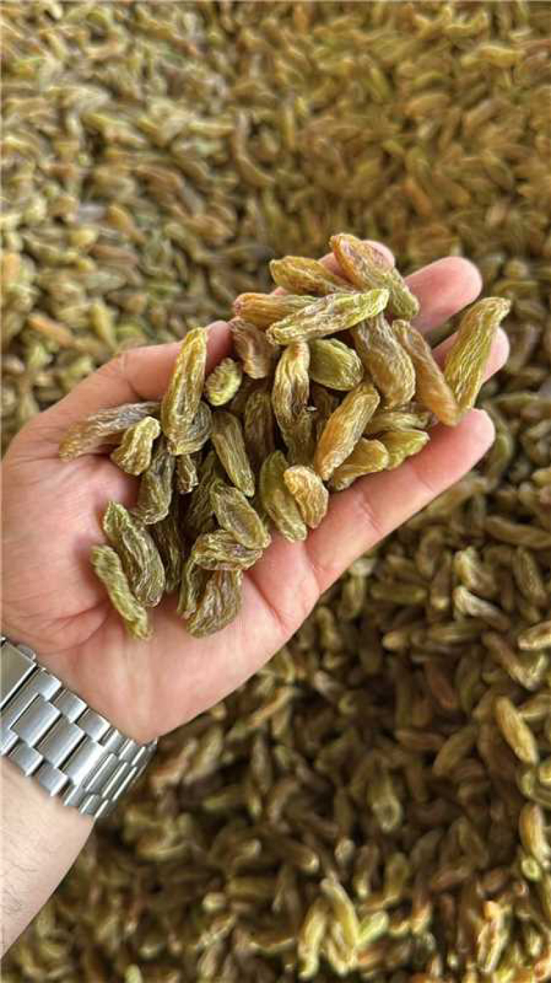吐蕃番绿香妃葡萄干，量大从优，可视频看货，欢迎来电