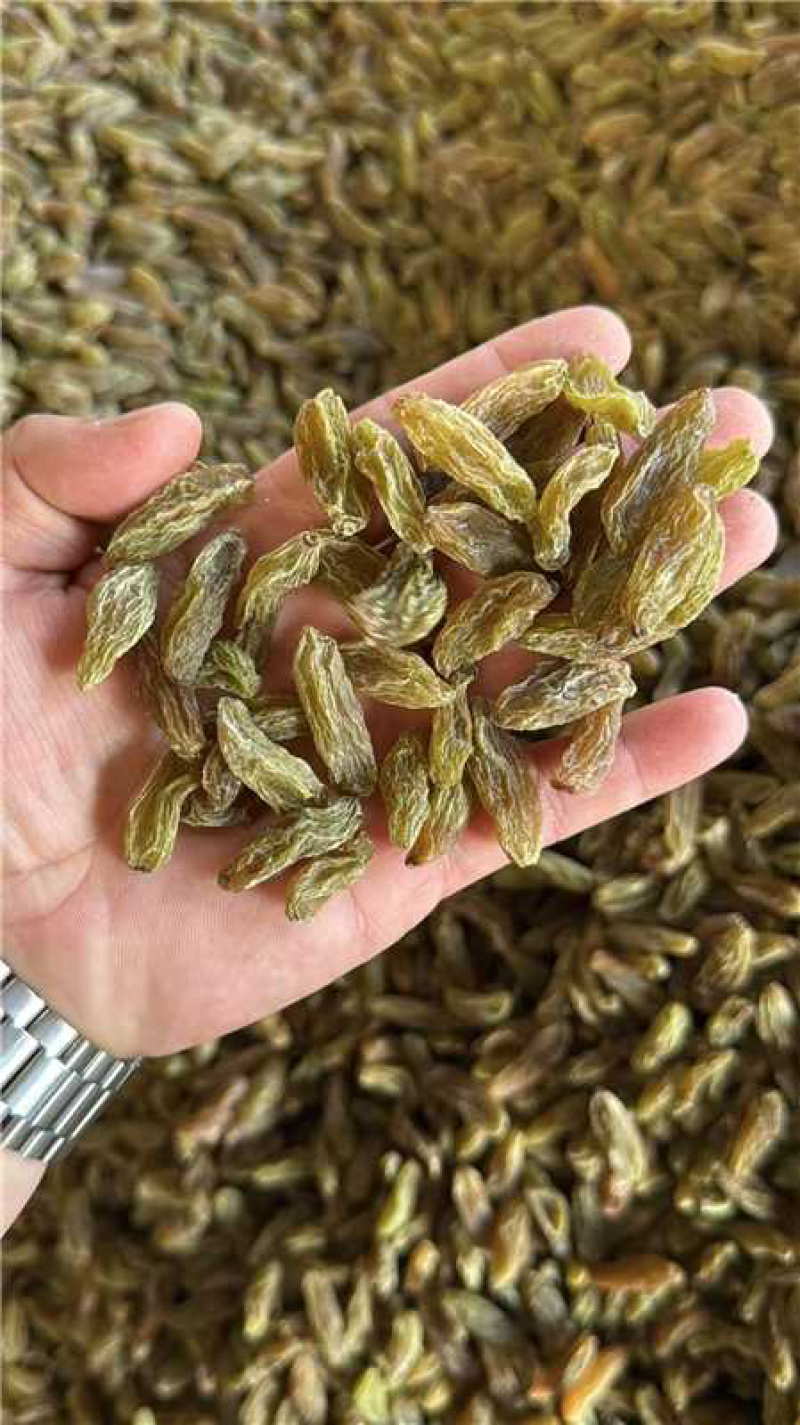 吐蕃番绿香妃葡萄干，量大从优，可视频看货，欢迎来电