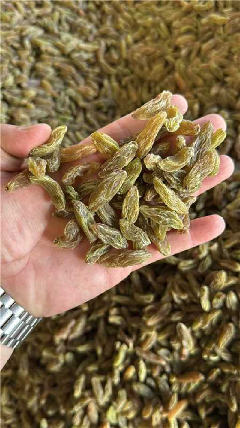 吐蕃番绿香妃葡萄干，量大从优，可视频看货，欢迎来电