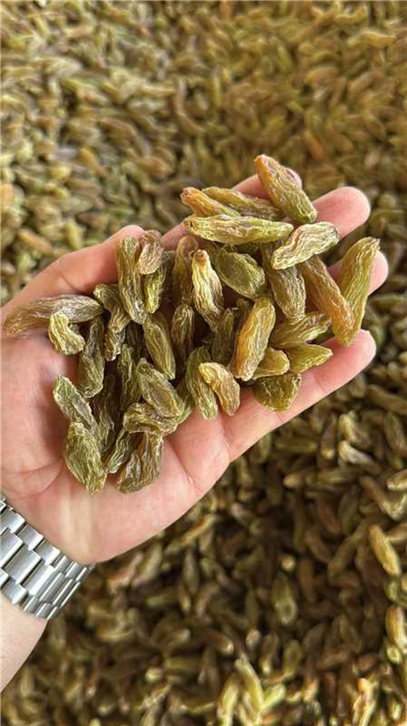 吐蕃番绿香妃葡萄干，量大从优，可视频看货，欢迎来电