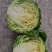 甘蓝