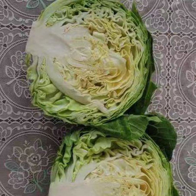 甘蓝
