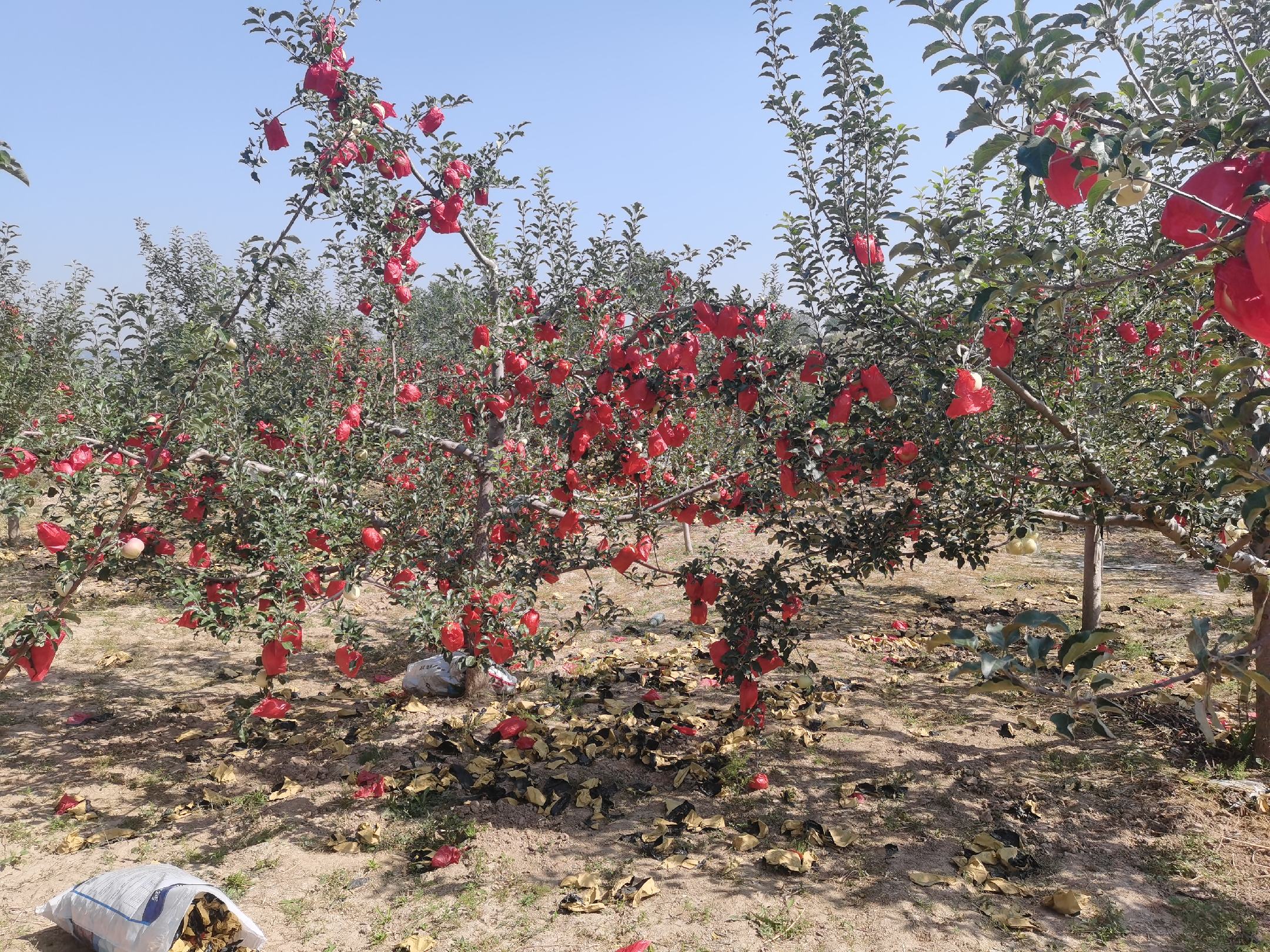 红富士苹果采摘场景