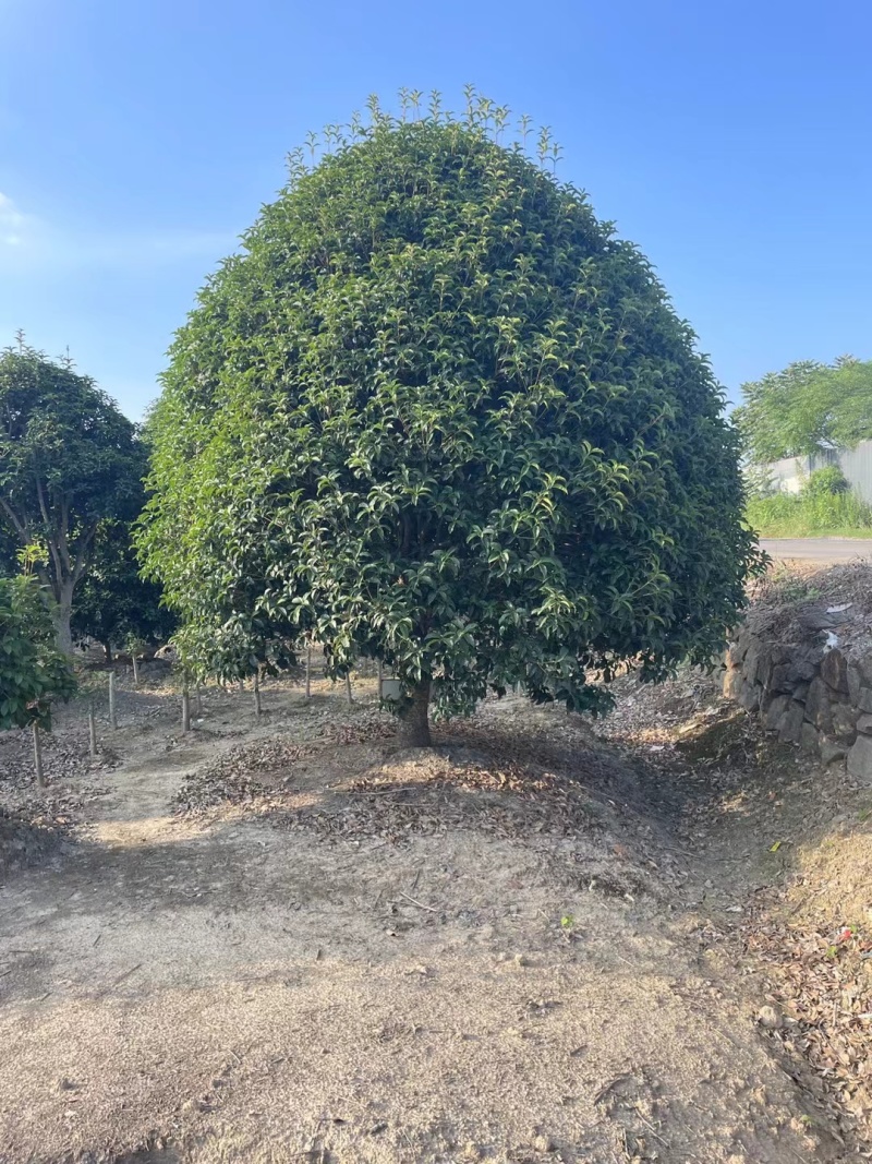丛生桂花树，丛生金桂，高度1-6米，精品树形，产地直供