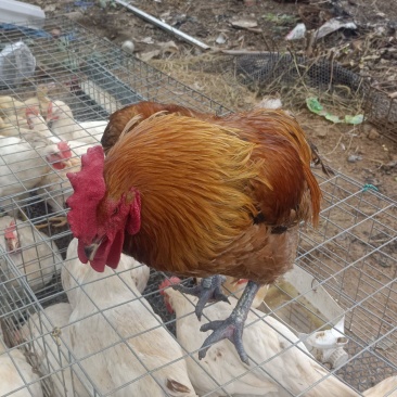 麻鸡