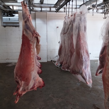 陕北白山羊肉
