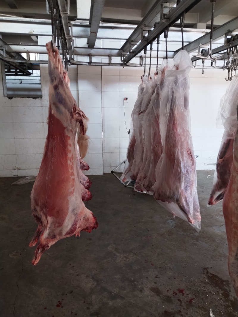 陕北白山羊肉