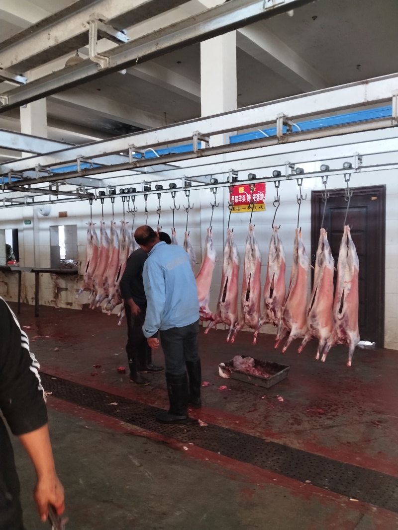 陕北白山羊肉