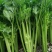 山东芹菜商河芹菜西芹法国皇后精品通品常年有货产地直采