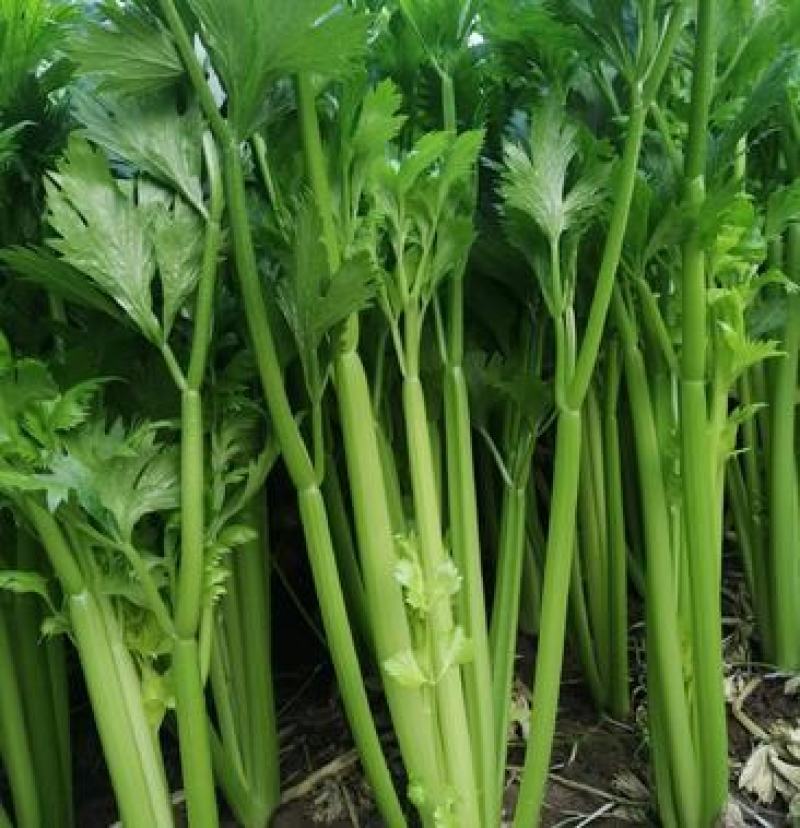 山东芹菜商河芹菜西芹法国皇后精品通品常年有货产地直采